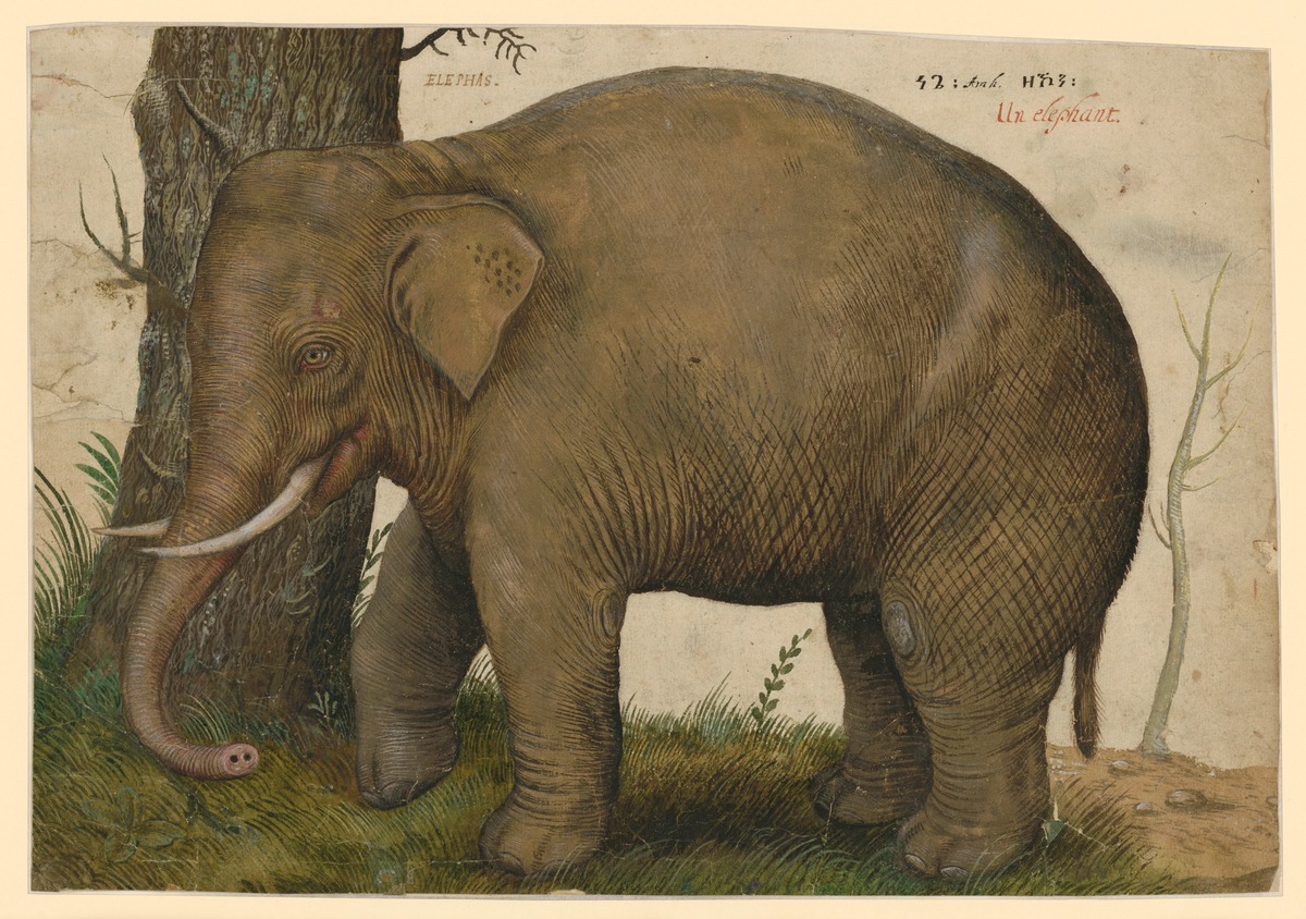 Indischer Elefant