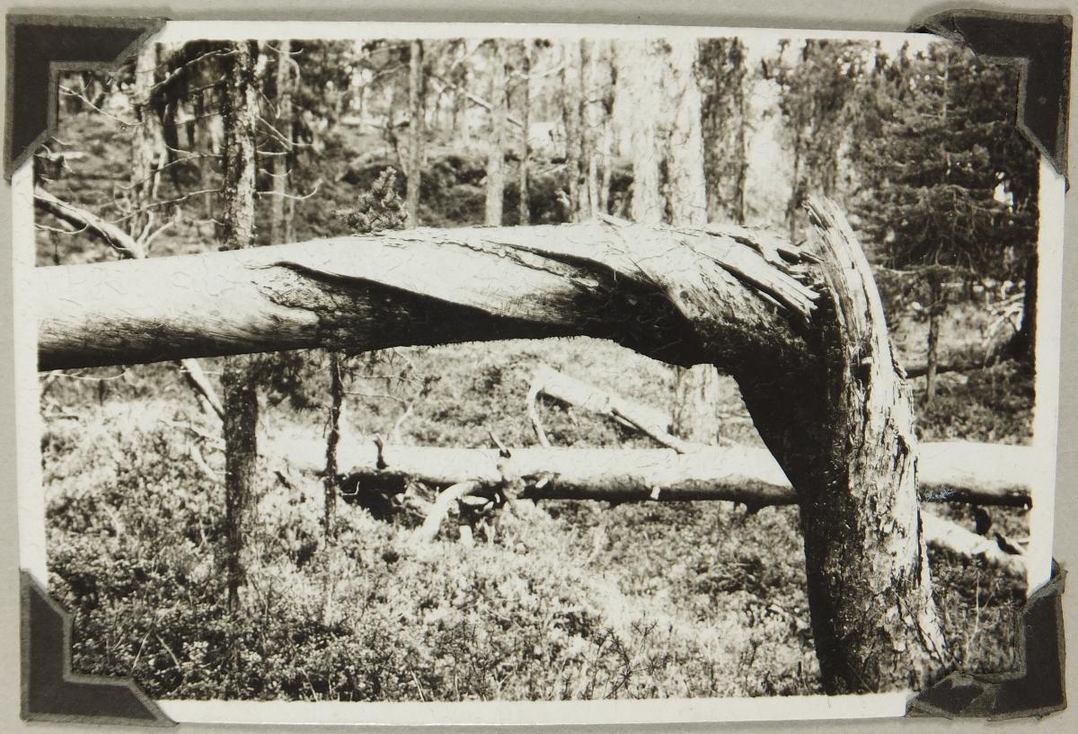Abgebrochener Baum