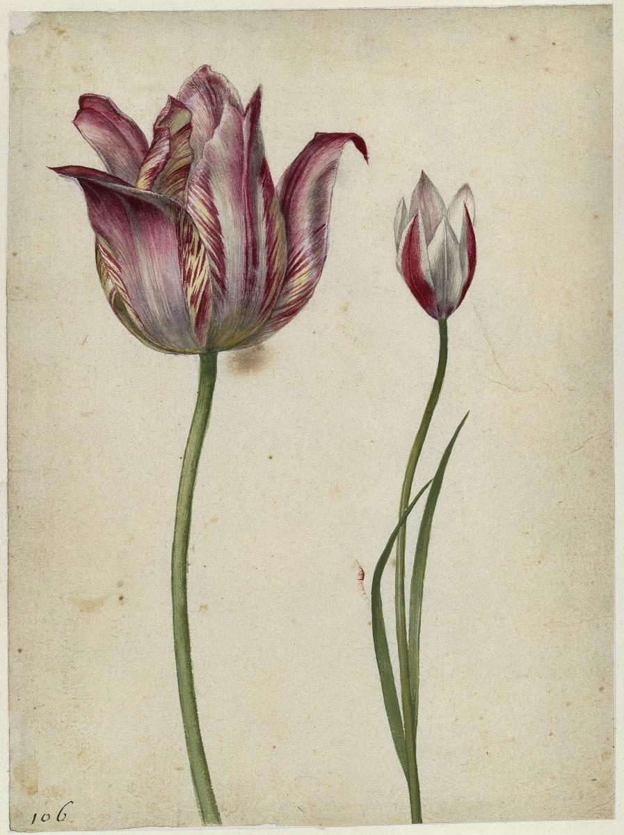 Zwei Tulpen