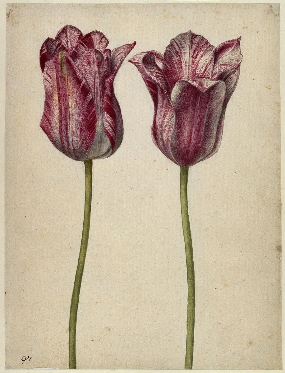 Zwei Persische Tulpen