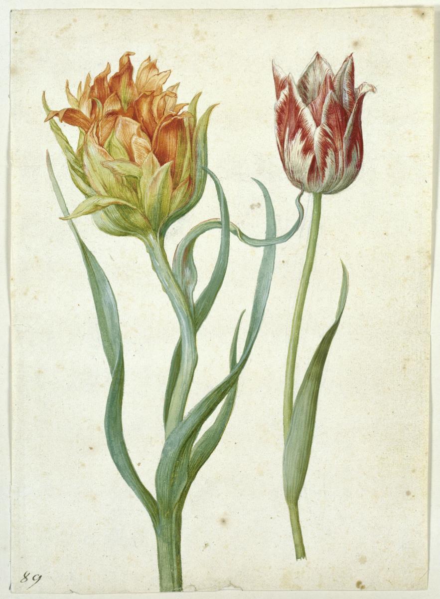 Zwei Tulpen