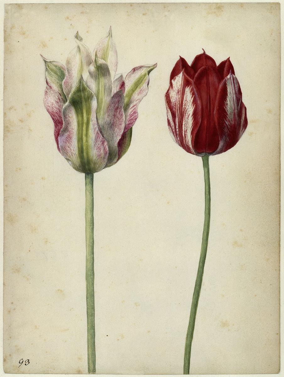 Zwei Tulpen