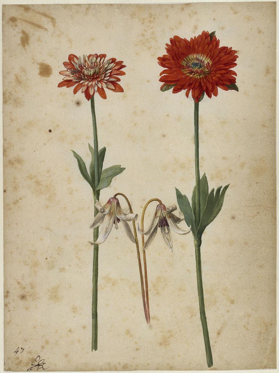Zwei Gartenanemonen und Hundszahn