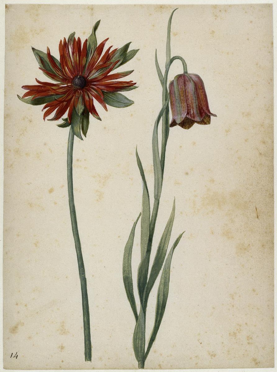Borsten-Anemone und Spanische Schachblume