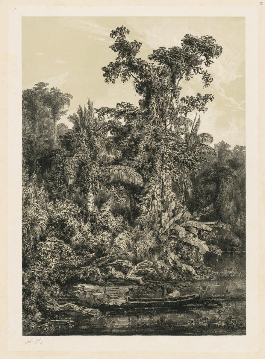 „Aus den Urwäldern des Magdalenenstroms“, (Buch mit 13 Blatt Lithographien), Blatt 12