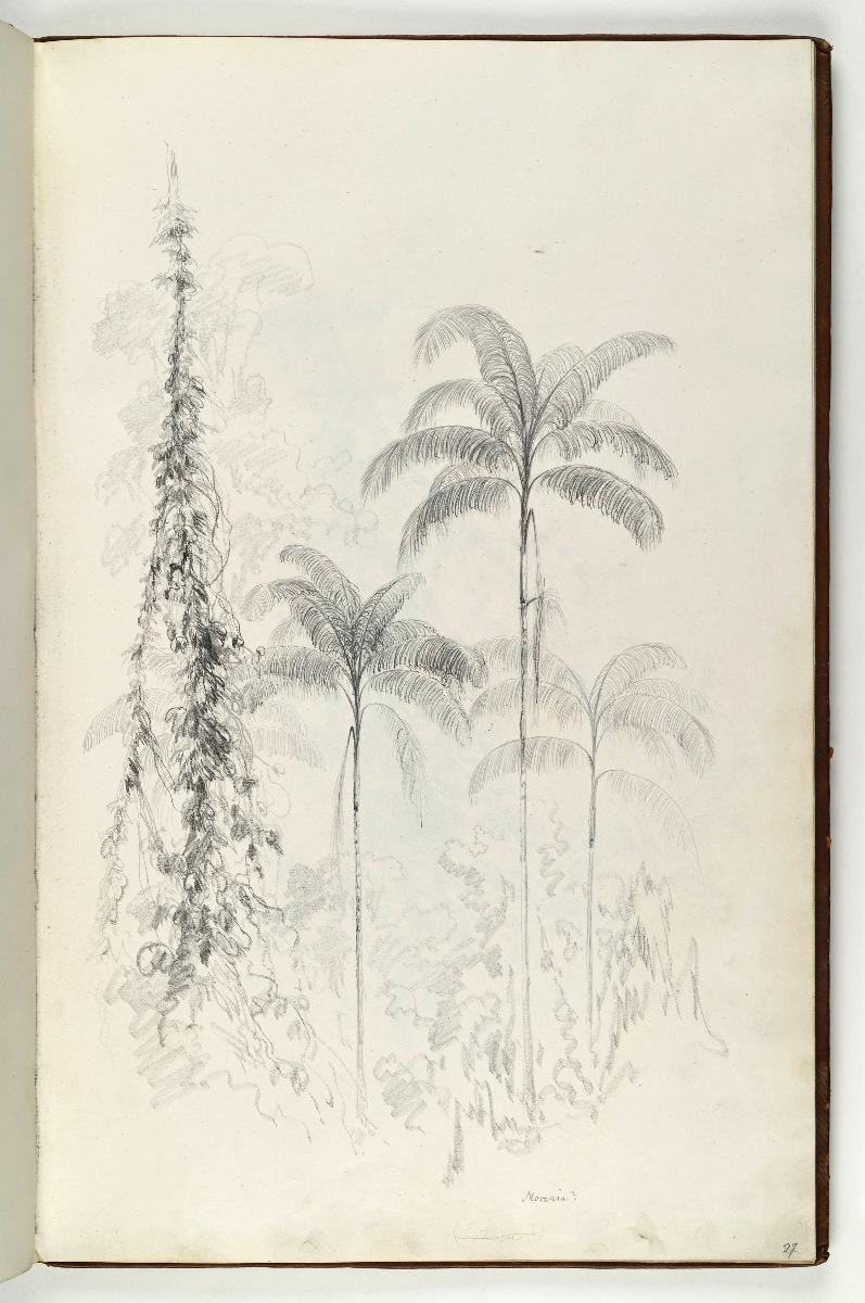 Palmen (Morenia?)
