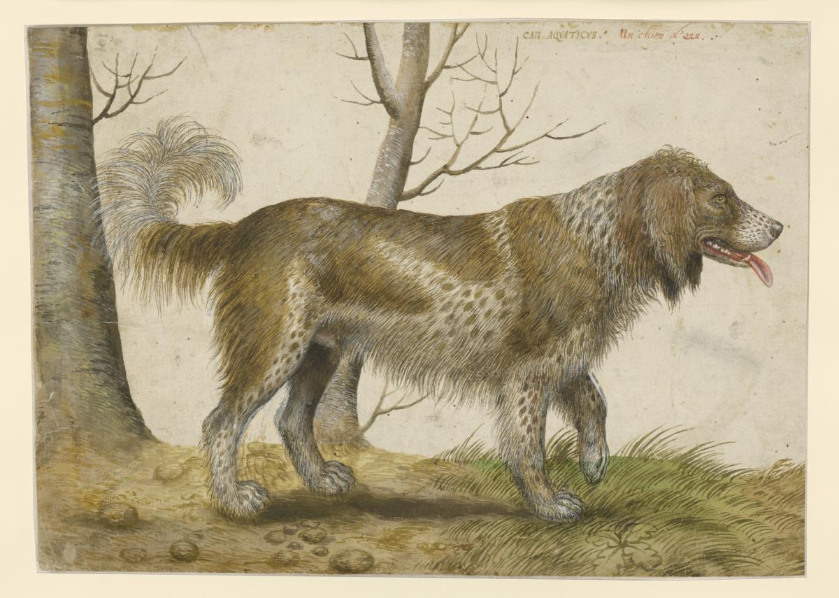 Wasserhund
