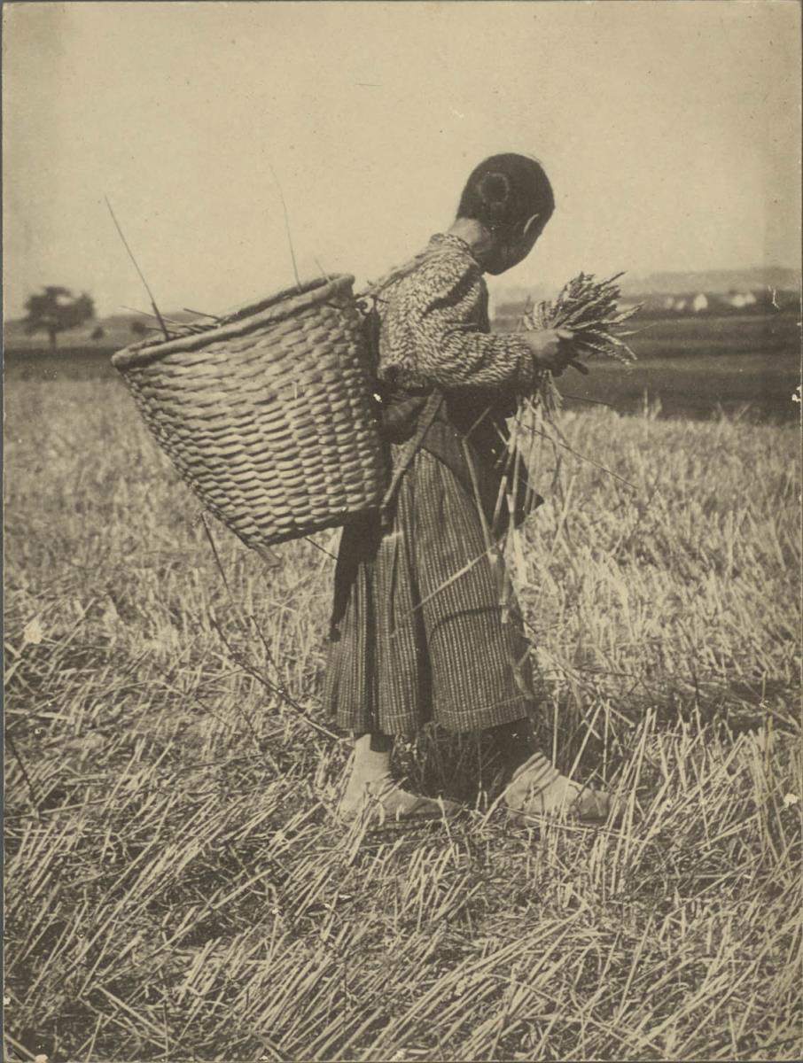 Ährensammlerin