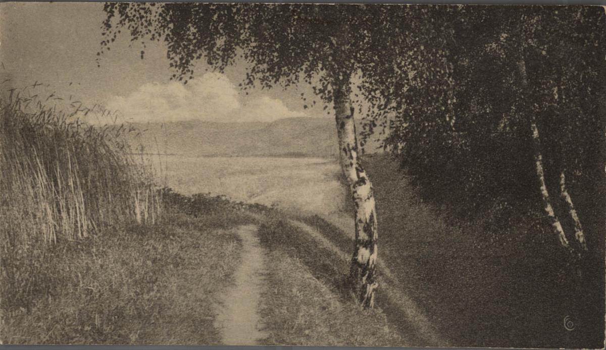 Feldweg durch Birkenlandschaft