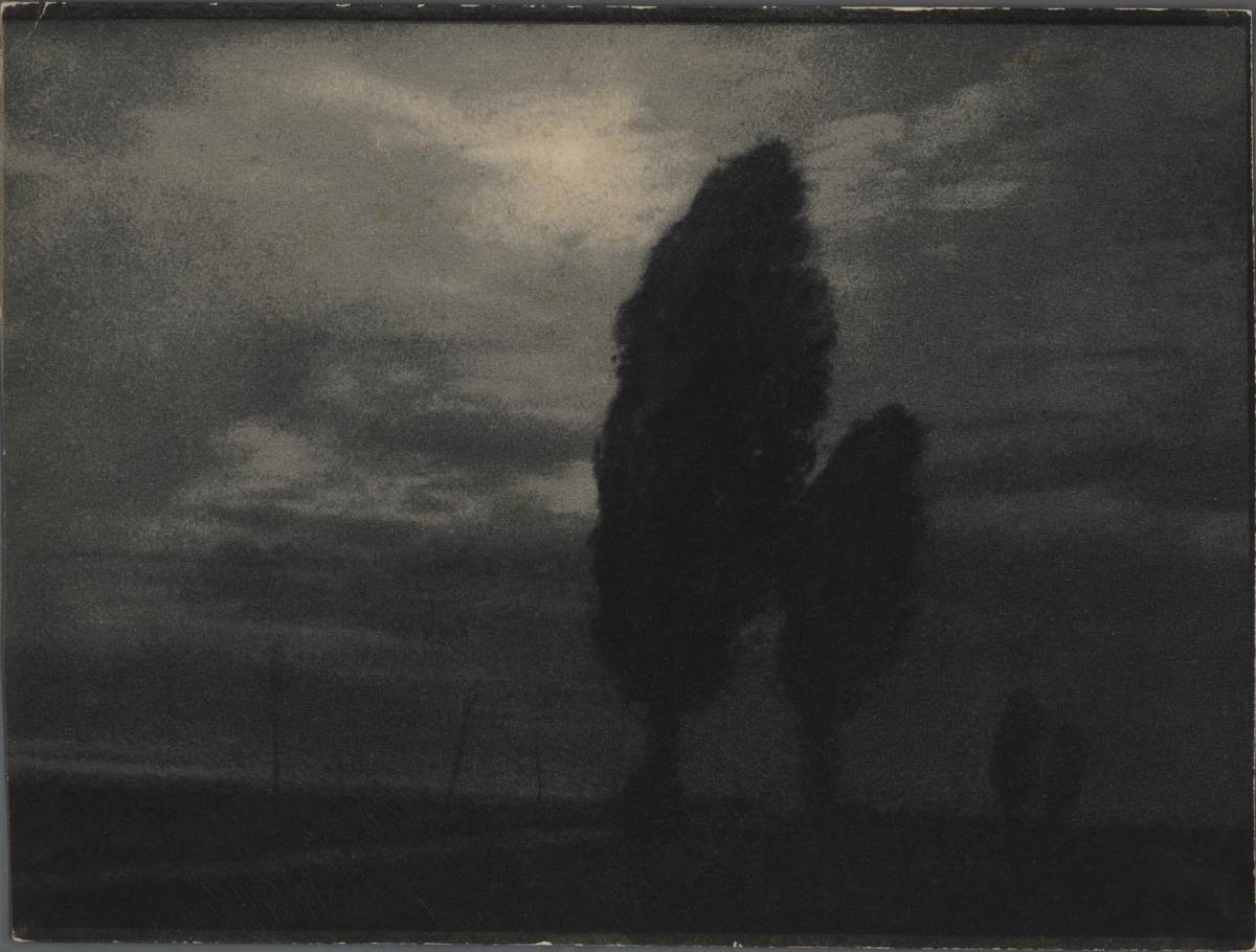 Baumsilhouetten vor Horizont
