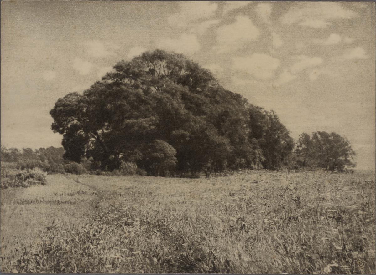 Feld mit Bäumen