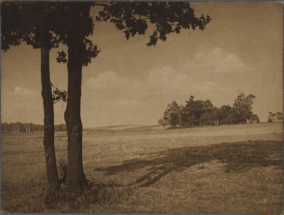 Bäume und Schatten auf Feld