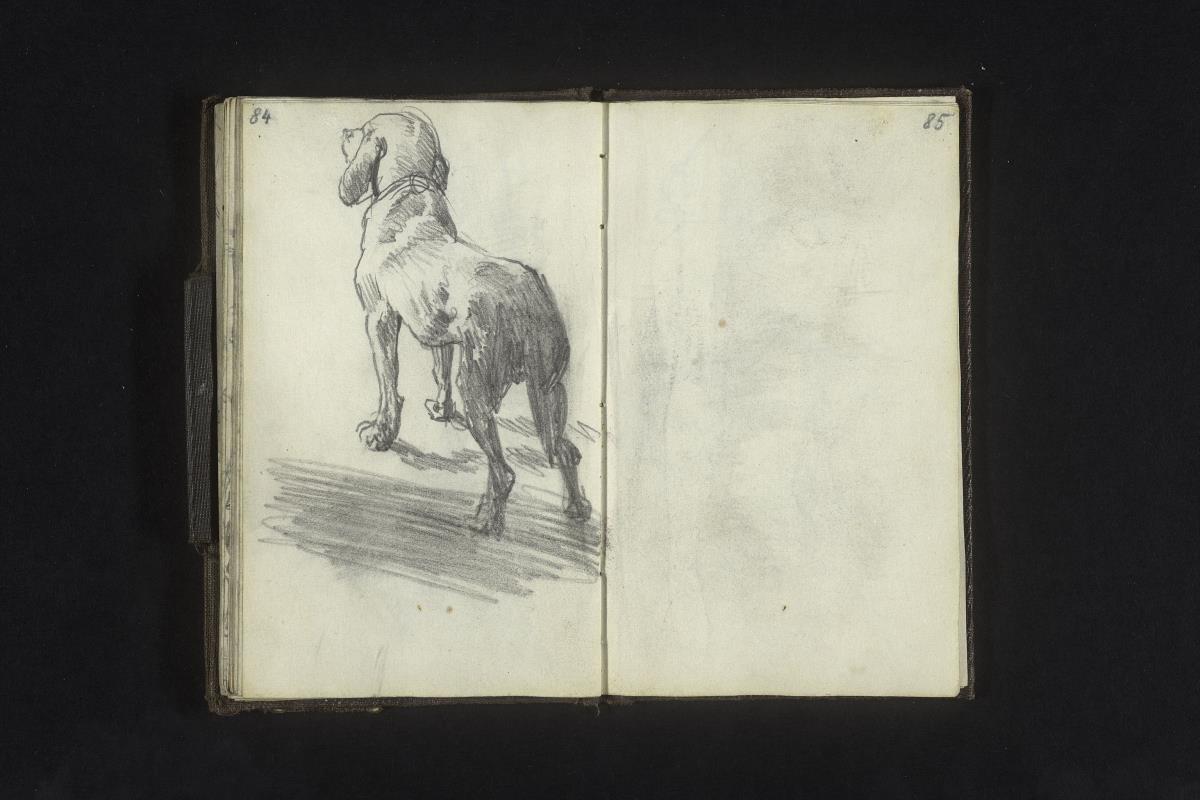 Stehender Hund, von hinten gesehen