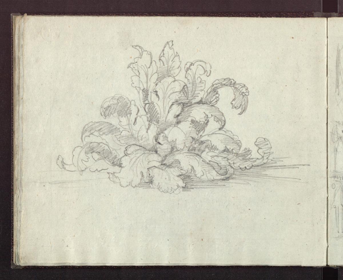Pflanzenstudie / Akanthus