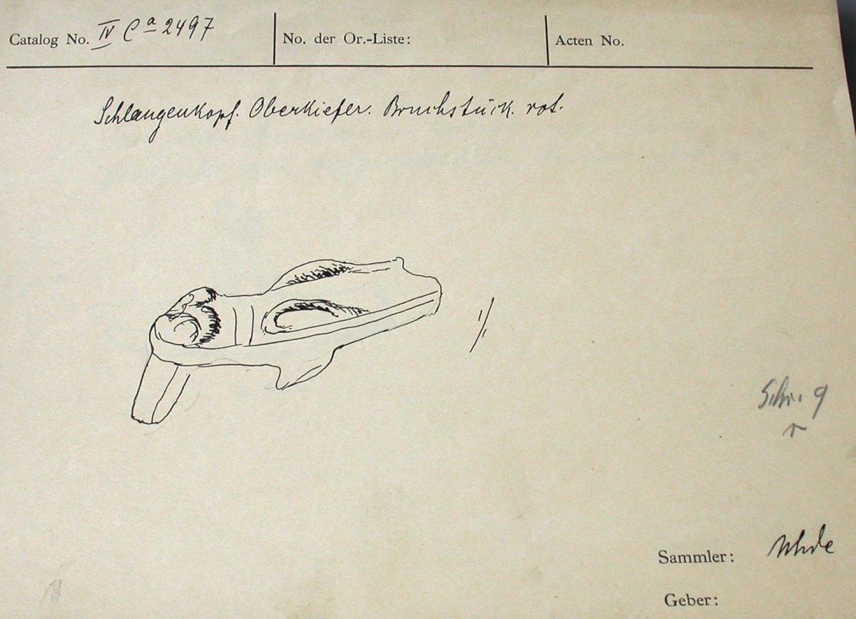 IV Ca 2497