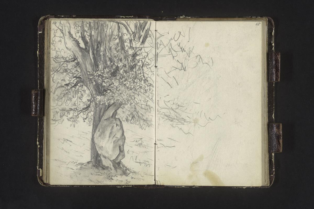 Baum mit dickem Stamm