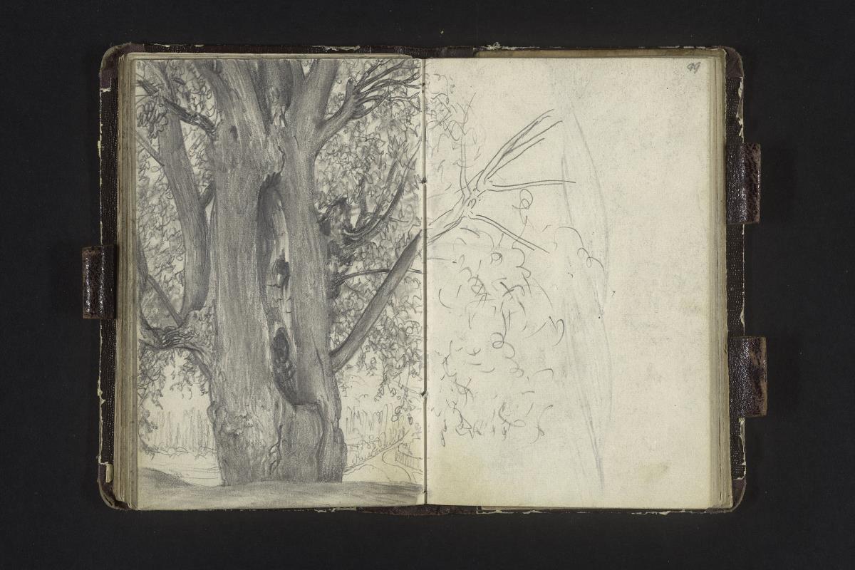 Alter Baum mit hohlem Stamm in einem Park