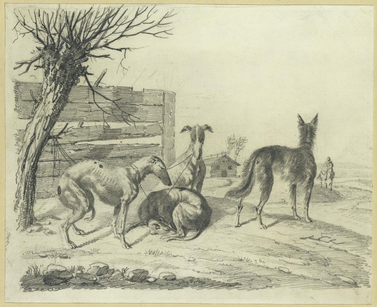 Vier Windhunde