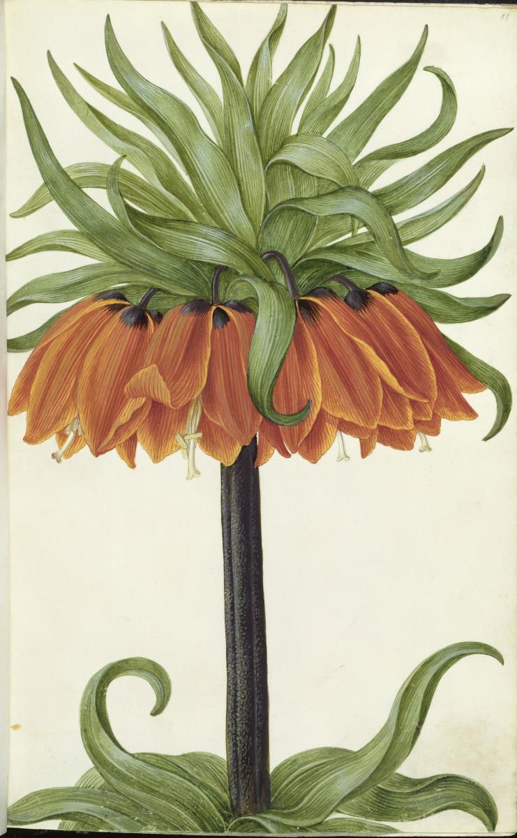 Horti Anckelmanniani, Tom. I [II nicht nachgewiesen], Bl. 11r - Kaiserkrone (Fritillaria imperialis)