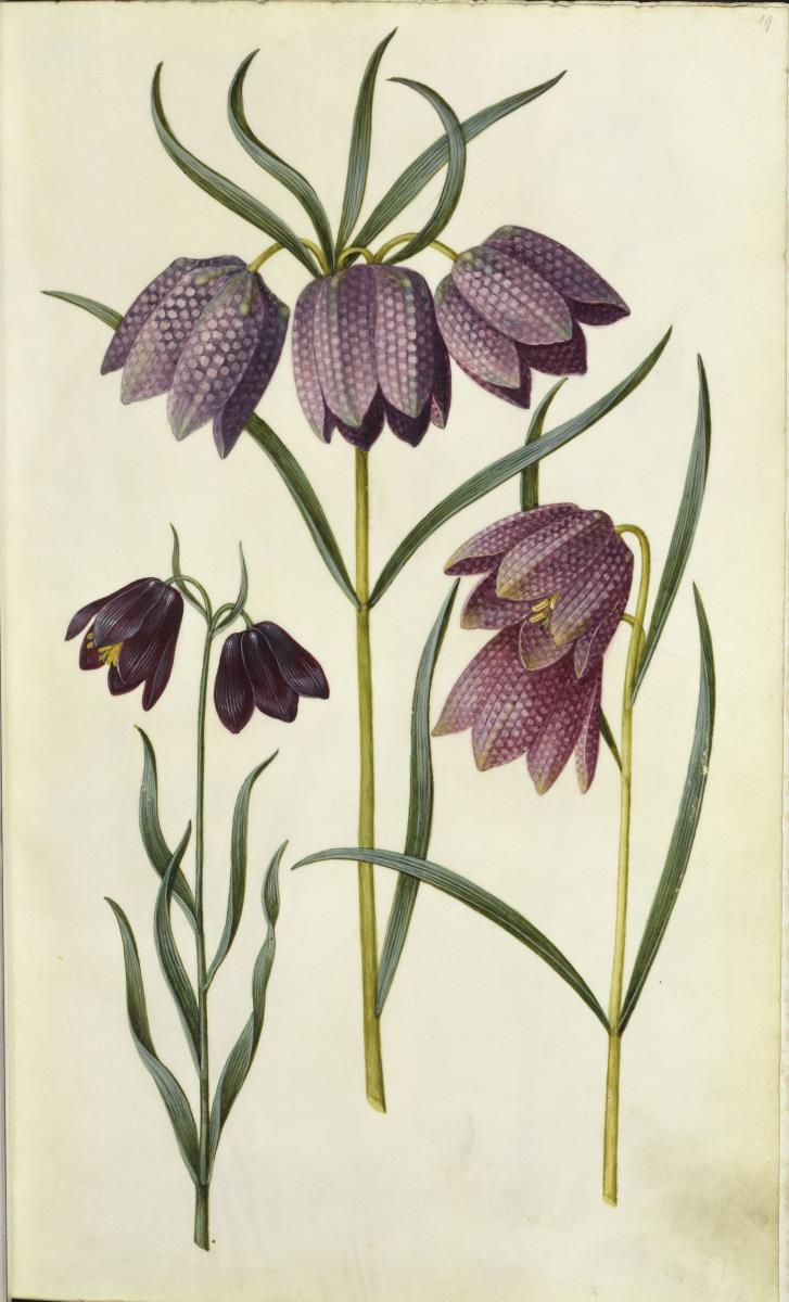 Horti Anckelmanniani, Tom. I [II nicht nachgewiesen], Bl. 19r - Burnats Schachblume (Fritillaria meleagris burnatii)