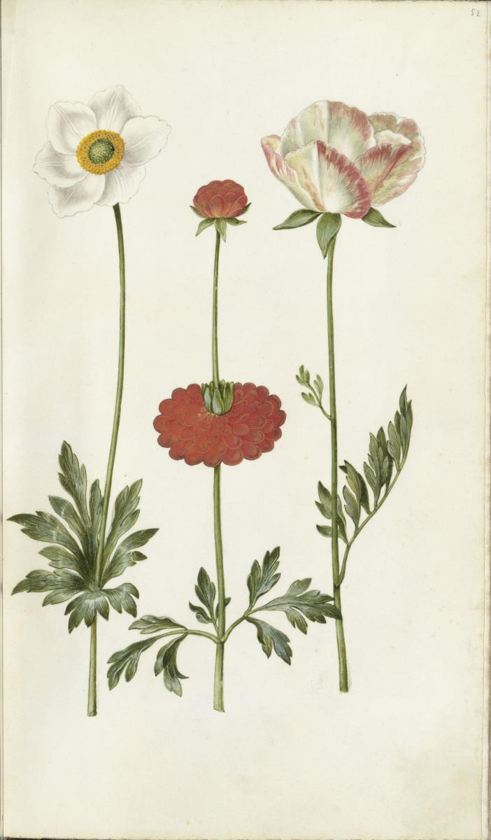 Horti Anckelmanniani, Tom. I [II nicht nachgewiesen], Bl. 52r - Scharlachroter Hahnenfuß (Ranunculus asiaticus)