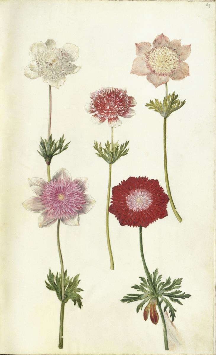 Horti Anckelmanniani, Tom. I [II nicht nachgewiesen], Bl. 69r - Kronenanemone (Anemone coronaria)