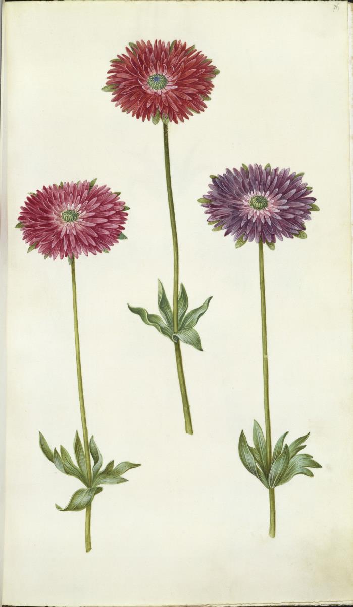 Horti Anckelmanniani, Tom. I [II nicht nachgewiesen], Bl. 76r - Windröschen (Anemone)