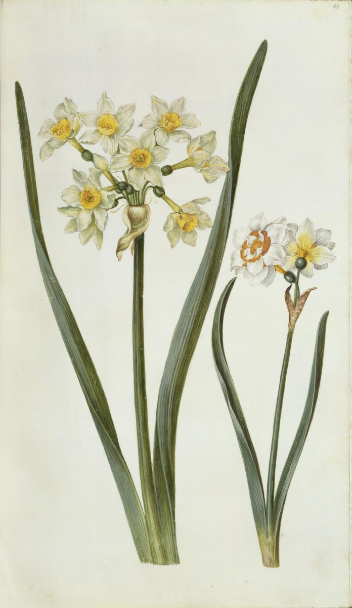 Horti Anckelmanniani, Tom. I [II nicht nachgewiesen], Bl. 90r - Narzissen (Narcissus)