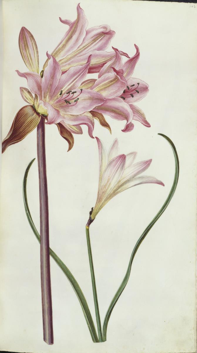 Horti Anckelmanniani, Tom. I [II nicht nachgewiesen], Bl. 103r