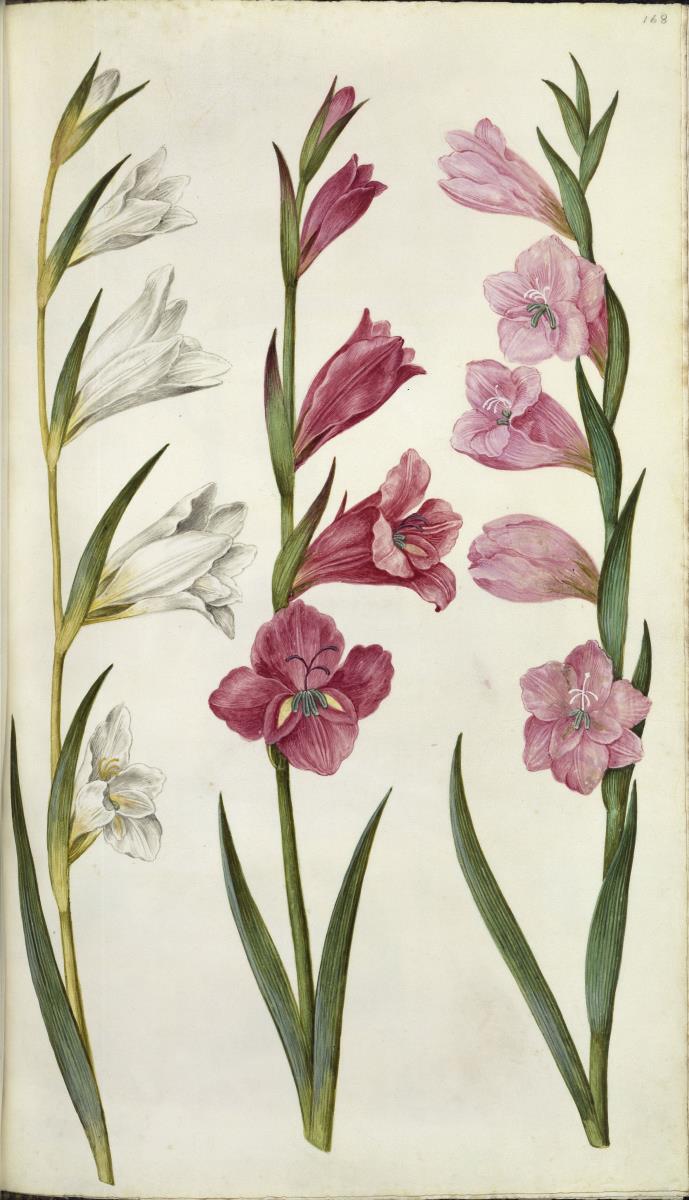 Horti Anckelmanniani, Tom. I [II nicht nachgewiesen], Bl. 168r - Gewöhnliche Siegwurz (Gladiolus communis)