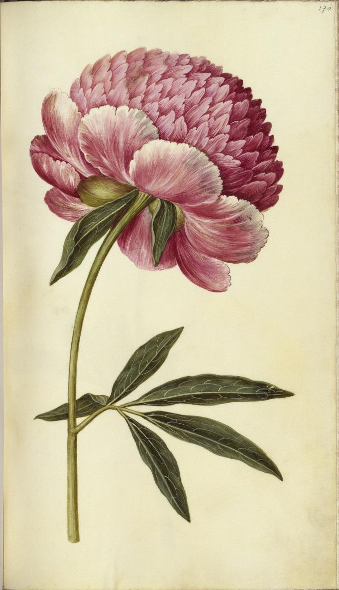 Horti Anckelmanniani, Tom. I [II nicht nachgewiesen], Bl. 170r - Bauern-Pfingstrose (Paeonia officinalis L.)