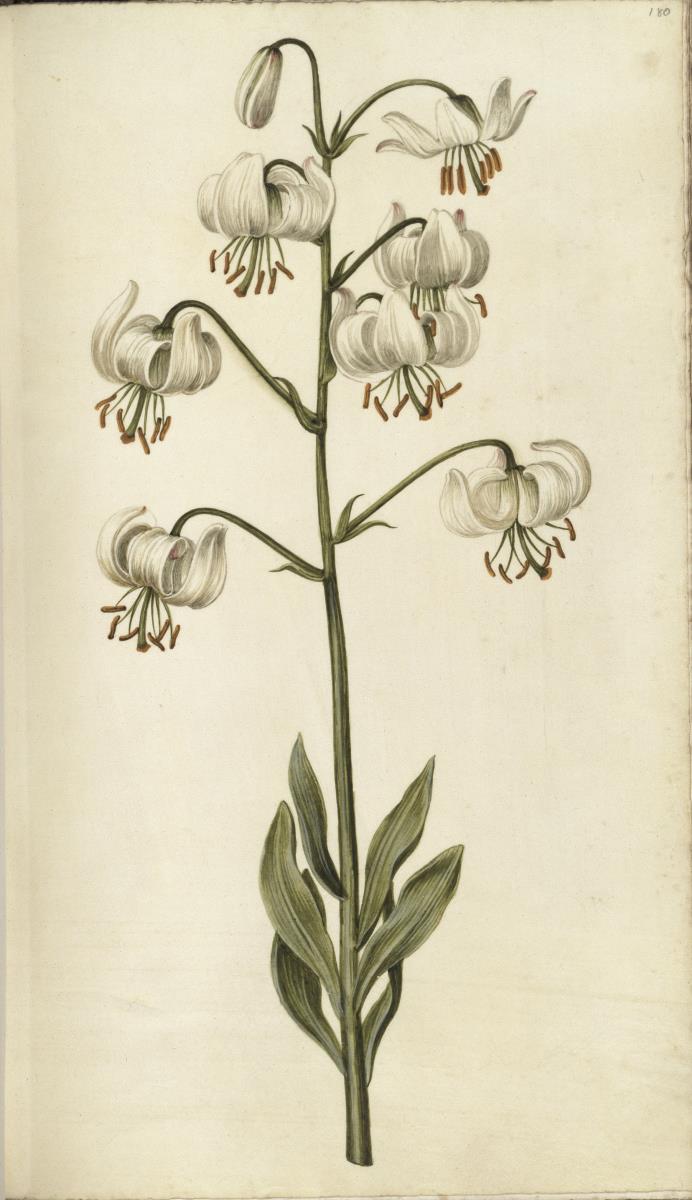 Horti Anckelmanniani, Tom. I [II nicht nachgewiesen], Bl. 180r - Türkenbundlilie (Lilium martagon L.)