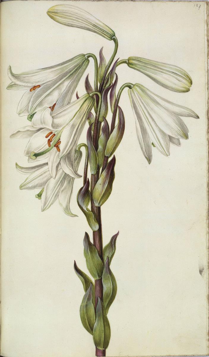 Horti Anckelmanniani, Tom. I [II nicht nachgewiesen], Bl. 187r - Lilie