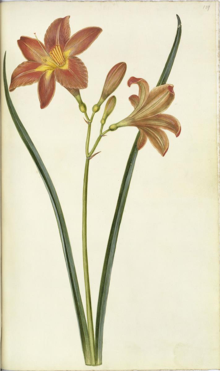 Horti Anckelmanniani, Tom. I [II nicht nachgewiesen], Bl. 189r - Braunrote Taglilie (Hemerocallis fulva L.)