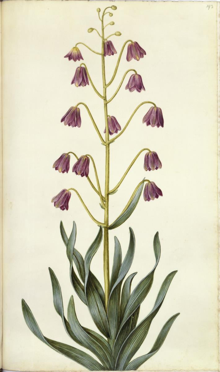 Horti Anckelmanniani, Tom. I [II nicht nachgewiesen], Bl. 193r - Urform der Kaiserkrone (Fritillaria imperialis)