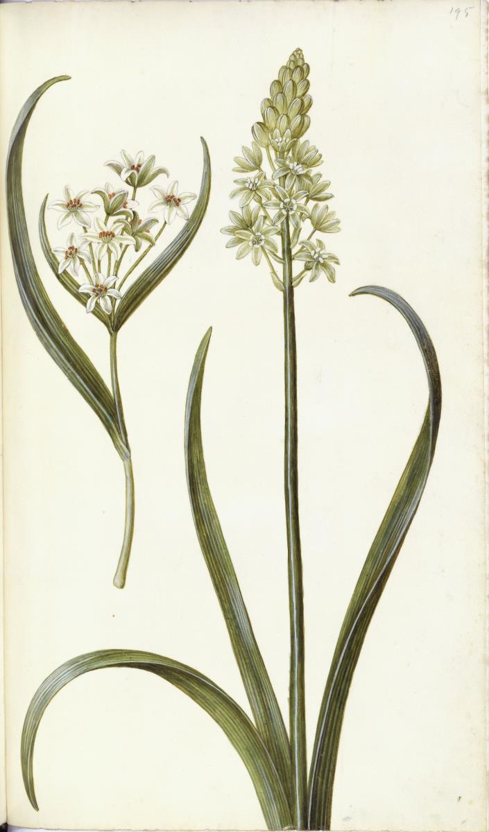 Horti Anckelmanniani, Tom. I [II nicht nachgewiesen], Bl. 195r - Milchstern (Ornithogalum)