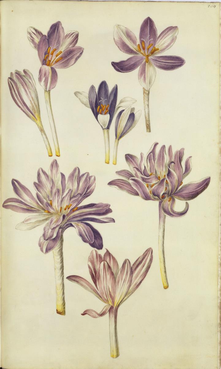 Horti Anckelmanniani, Tom. I [II nicht nachgewiesen], Bl. 204r - Herbstzeitlose (Colchicum autumnale)