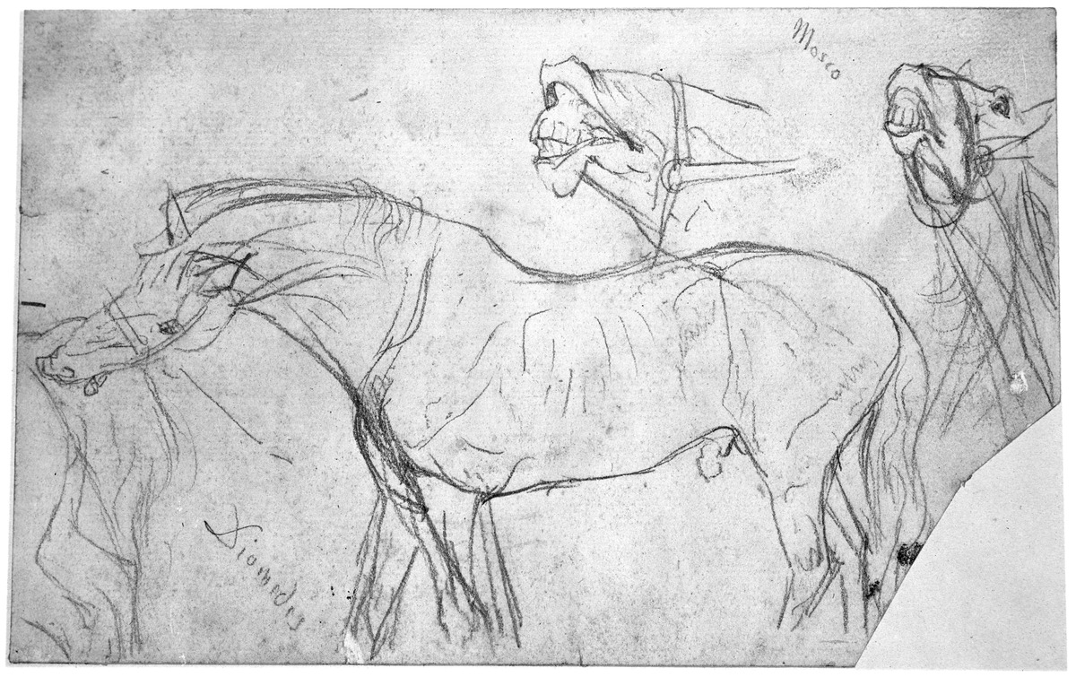 Pferd von der Seite gesehen, zwei Pferdeköpfe mit fletschendem Maul