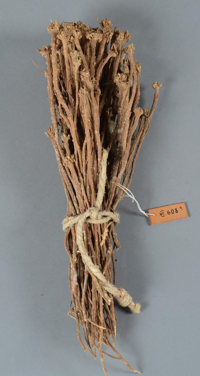 VI 608 a