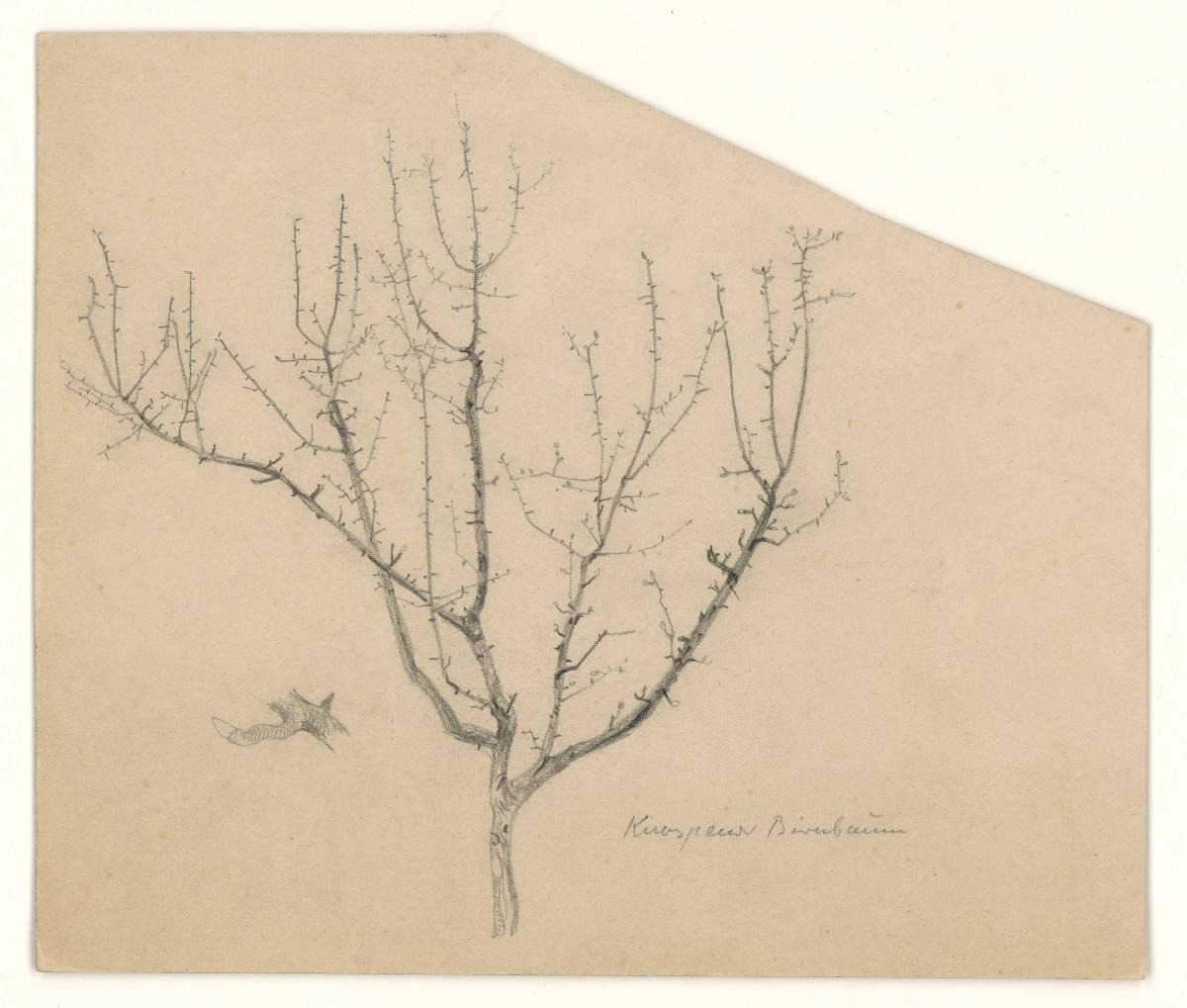Knospender Birnenbaum