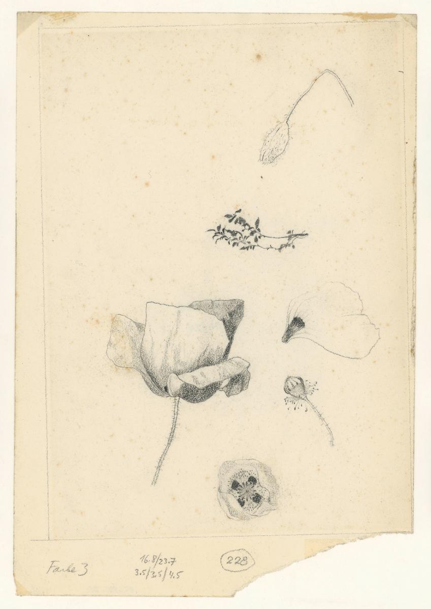 Mohnblume, Details