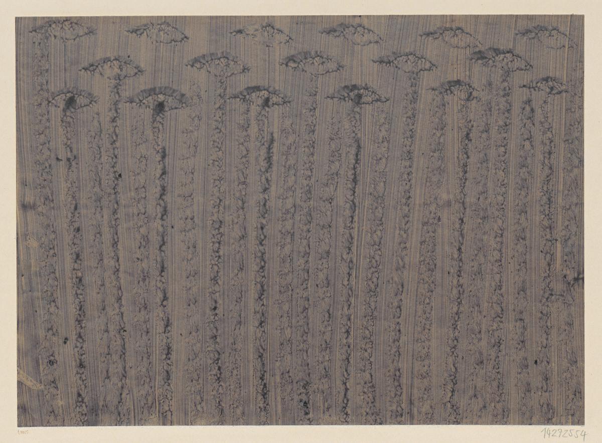 Kleisterpapier (Blütenstengel)