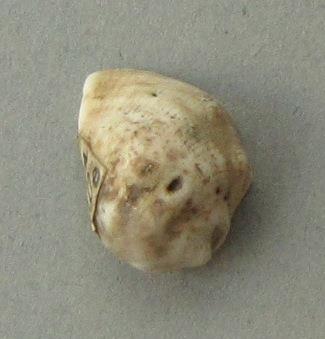 IV Ca 1730 e