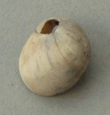 IV Ca 1730 g