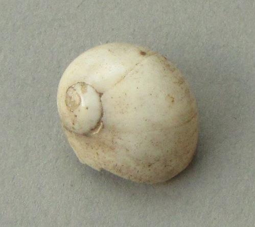 IV Ca 1730 l