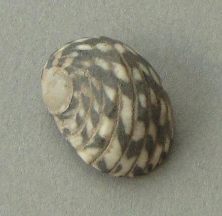 IV Ca 1730 m