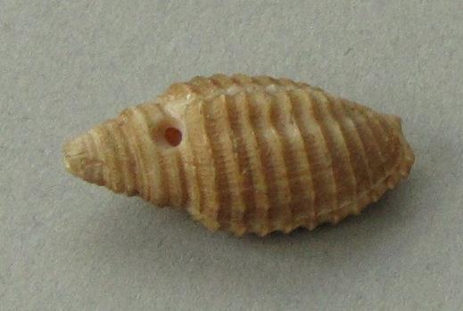 IV Ca 1730 n