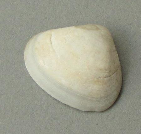 IV Ca 4563 b <2>