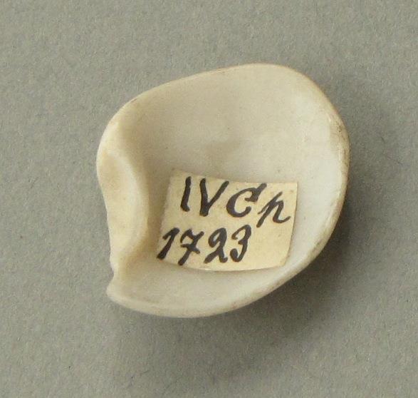 IV Ca 1723 h