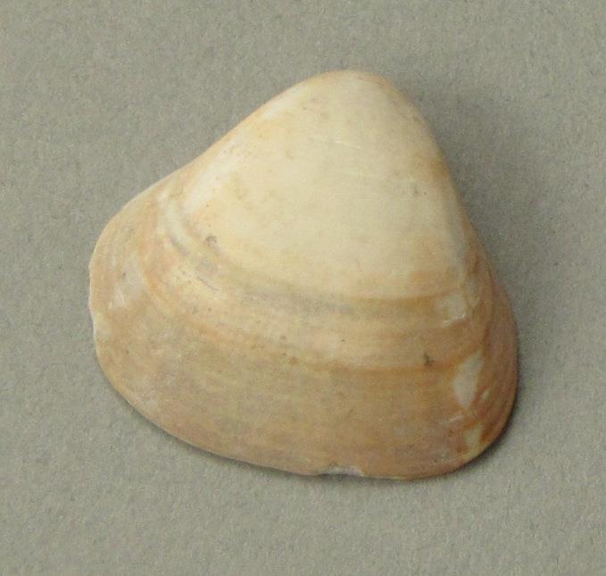 IV Ca 1724 a <2>